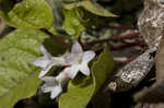 Trailing arbutus